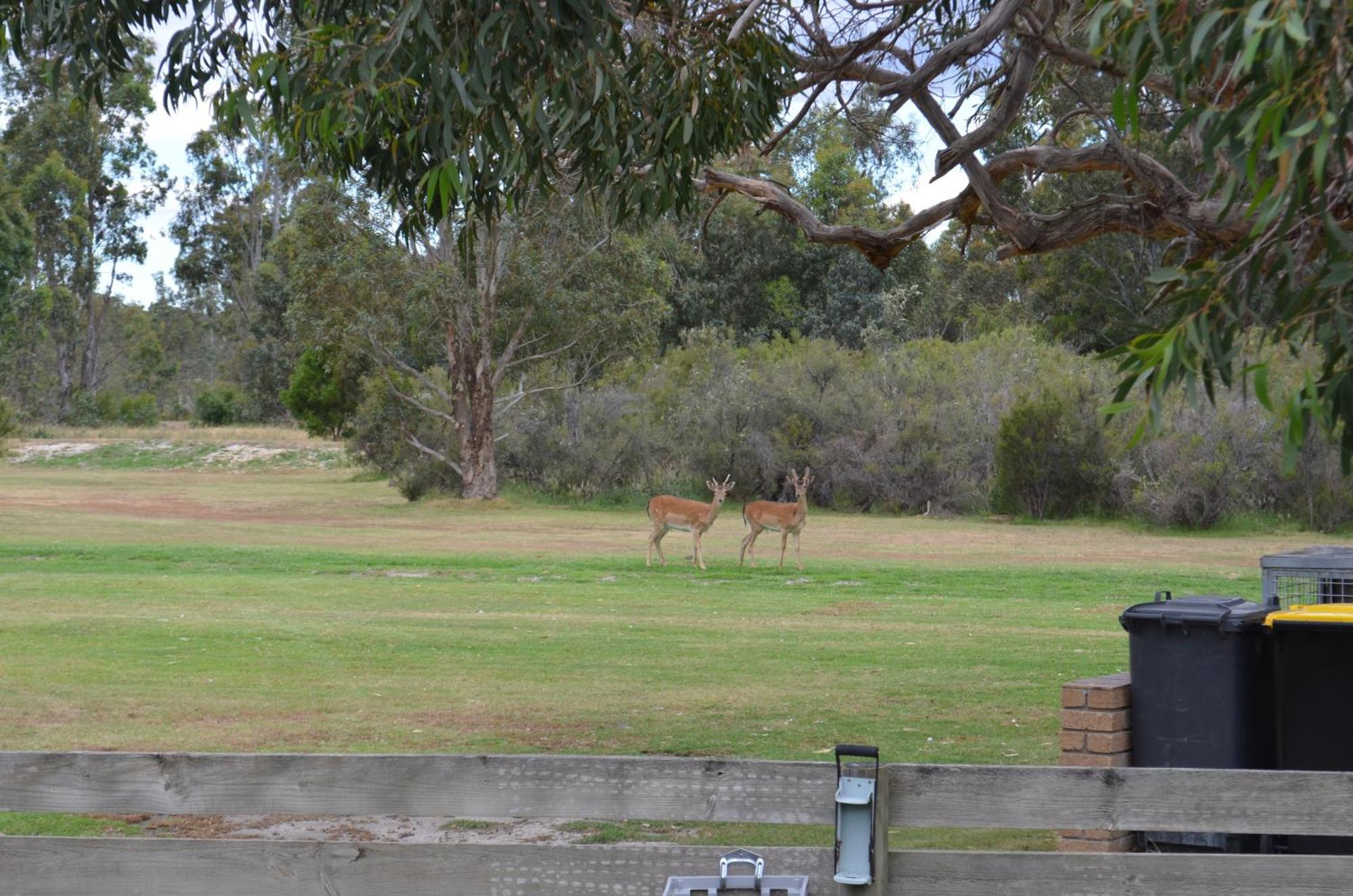 Mountain View Motor Inn & Holiday Lodges Halls Gap Exterior photo